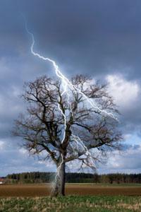 Foudre sous un arbre
